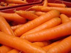 small_zanahoria