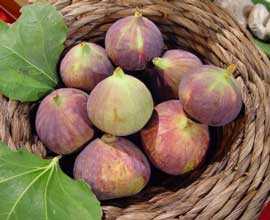 ficus-carica-higos-brevas