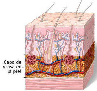 piel-estructura
